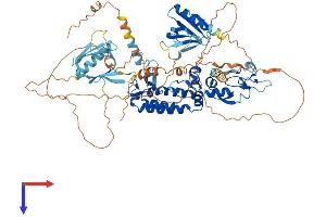 AlphaFold protein structure predicition of Mouse Recombinant Plekhm3 Protein, UniprotID Q8BM47