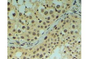 ABIN185012 (4µg/ml) staining of paraffin embedded Human Testis.