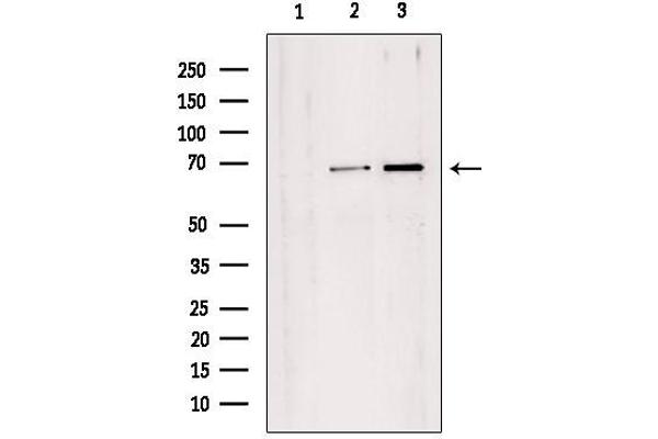 TAF1B antibody  (Internal Region)