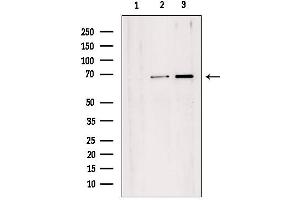 Western blot analysis of extracts from various samples, using TAF1B Antibody. (TAF1B antibody  (Internal Region))