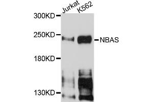 Western blot analysis of extracts of various cell lines, using NBAS antibody. (NBAS antibody)