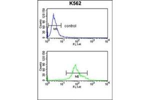 Flow cytometry analysis of K562 cells using 17-beta-HSD3 / HSD17B3 Antibody (Center) Cat. (HSD17B3 antibody  (Middle Region))