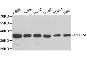 Western blot analysis of extracts of various cell lines, using PTCRA antibody. (PTCRA antibody  (AA 172-281))