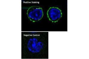 Immunofluorescence (IF) image for anti-CD8a Molecule (CD8A) antibody (ABIN2664867) (CD8 alpha antibody)
