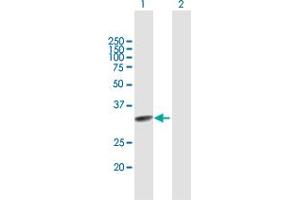 Western Blot analysis of TCEAL2 expression in transfected 293T cell line by TCEAL2 MaxPab polyclonal antibody.