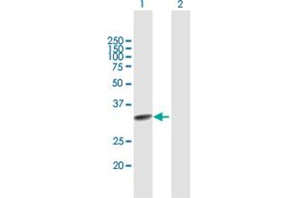 TCEAL2 antibody  (AA 1-227)