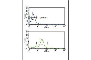 EDNRB Antibody (C-term) (ABIN390760 and ABIN2841017) flow cytometric analysis of MDA-M cells (bottom histogram) compared to a negative control cell (top histogram).