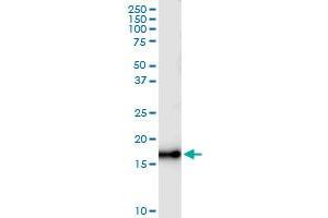 Immunoprecipitation of NUDT1 transfected lysate using anti-NUDT1 MaxPab rabbit polyclonal antibody and Protein A Magnetic Bead , and immunoblotted with NUDT1 MaxPab mouse polyclonal antibody (B01) . (NUDT1 antibody  (AA 1-156))