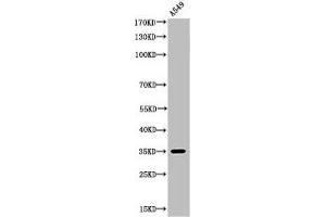 Western Blot analysis of A549 cells using Acetyl-Ref-1 (K6) Polyclonal Antibody (APEX1 antibody  (acLys6))