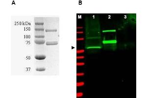 Image no. 1 for anti-SUMO1 Activating Enzyme Subunit 1 (SAE1) antibody (ABIN401032) (SAE1 antibody)