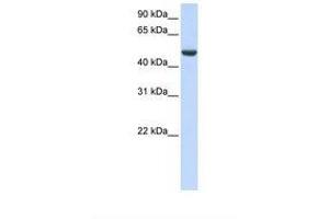 Image no. 1 for anti-Spermatogenesis Associated 17 (SPATA17) (AA 290-339) antibody (ABIN6739374) (SPATA17 antibody  (AA 290-339))