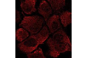 Immunostaining of Hepa1-6 Cells With EEA1 antibody at 1/50 dilution,