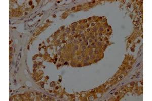 IHC image of ABIN7175288 diluted at 1:200 and staining in paraffin-embedded human testis tissue performed on a Leica BondTM system.