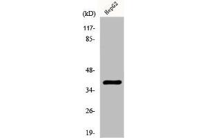 Western Blot analysis of HepG2 cells using Fliz1 Polyclonal Antibody (ZC3H8 antibody  (Internal Region))