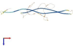 AlphaFold protein structure predicition of Human Recombinant CTAGE6 Protein, UniprotID Q86UF2 (CTAGE6 Protein (AA 1-777) (His tag))