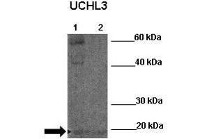 WB Suggested Anti-UCHL3 Antibody  Positive Control: Lane 1:341 µg Zebrafish skin lysate Lane 2: 041 µg Zebrafish liver lysate Primary Antibody Dilution: 1:0000Secondary Antibody: Anti-rabbit-HRP Secondry  Antibody Dilution: 1:0000Submitted by: William Tse (UCHL3 antibody  (N-Term))