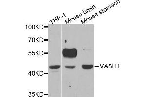 Western blot analysis of extracts of various cell lines, using VASH1 antibody (ABIN5973624) at 1/1000 dilution. (VASH1 antibody)