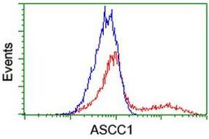 HEK293T cells transfected with either RC201872 overexpress plasmid (Red) or empty vector control plasmid (Blue) were immunostained by anti-ASCC1 antibody (ABIN2455113), and then analyzed by flow cytometry. (ASCC1 antibody)