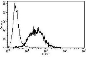 A typical staining pattern with the B-K15 monoclonal antibody of TF1 cell line (KIT antibody  (Biotin))