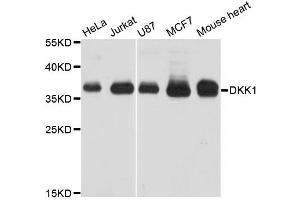 Western blot analysis of extracts of various cell lines, using DKK1 antibody (ABIN5970211) at 1/1000 dilution.