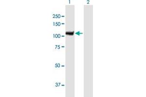 Western Blot analysis of AOF2 expression in transfected 293T cell line by AOF2 MaxPab polyclonal antibody. (LSD1 antibody  (AA 1-876))