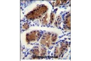 LUC7L Antibody (Center) (ABIN656137 and ABIN2845476) immunohistochemistry analysis in formalin fixed and paraffin embedded human stomach tissue followed by peroxidase conjugation of the secondary antibody and DAB staining.