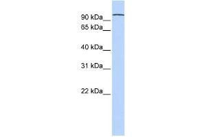 WB Suggested Anti-PCDHA3 Antibody Titration:  0. (PCDHA3 antibody  (N-Term))