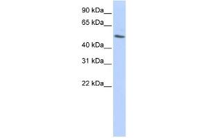 WB Suggested Anti-TUBB Antibody Titration: 0. (TUBB antibody  (N-Term))
