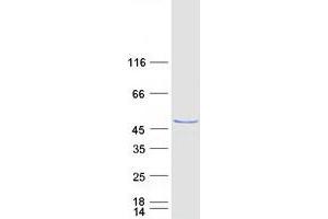 Validation with Western Blot (PA2G4 Protein (Myc-DYKDDDDK Tag))