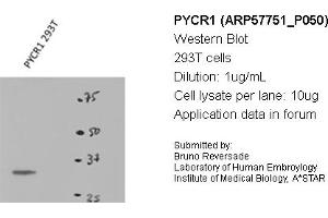 Image no. 2 for anti-Pyrroline-5-Carboxylate Reductase 1 (PYCR1) (Middle Region) antibody (ABIN2787370) (PYCR1 antibody  (Middle Region))