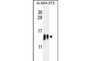 H4-K20 Antibody (N-term) (ABIN651847 and ABIN2840421) western blot analysis in mouse NIH-3T3 cell line lysates (35 μg/lane). (HIST1H4A antibody  (N-Term))