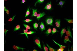 HeLa cells staining with ABIN1580429 (red), and counterstained with ’s chicken polyclonal antibody to Vimentin CPCA-Vim (green) and DNA (blue). (Lamin A/C antibody)