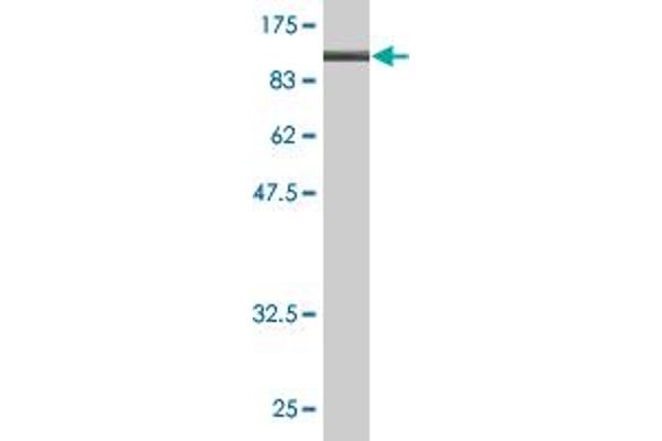 CD248 antibody  (AA 18-757)