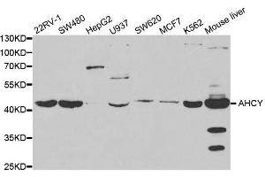 Western blot analysis of extracts of various cell lines, using AHCY antibody. (AHCY antibody  (AA 253-432))