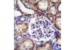 Formalin fixed and paraffin embedded human kidney tissue reacted with Ephrin-B2 Antibody followed by peroxidase conjugation of the secondary antibody and DAB staining. (Ephrin B2 antibody  (Middle Region))
