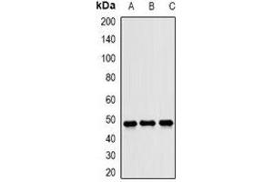 Western blot analysis of JNK1 expression in U87 (A), HeLa (B), mouse liver (C) whole cell lysates. (JNK antibody)