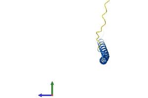 AlphaFold protein structure predicition of Mouse Recombinant Hsbp1 Protein, UniprotID Q9CQZ1 (HSBP1 Protein (AA 1-76) (Fc Tag))