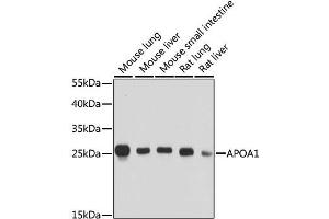 Western blot analysis of extracts of various cell lines, using APOA1 antibody. (APOA1 antibody  (AA 25-267))