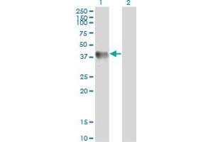 Western Blot analysis of GLUL expression in transfected 293T cell line by GLUL monoclonal antibody (M02), clone 3B6.