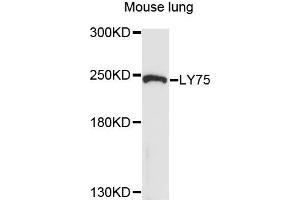 Western blot analysis of extracts of mouse lung cells, using LY75 antibody.