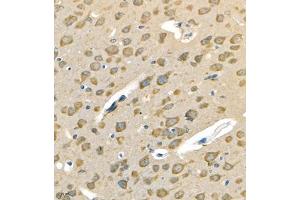 Immunohistochemistry of paraffin embedded mouse brain using Neurturin (ABIN7074832) at dilution of 1:500 (400x lens) (Neurturin antibody)