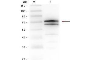 Western Blot of Goat anti-Luciferase Antibody. (Luciferase antibody)