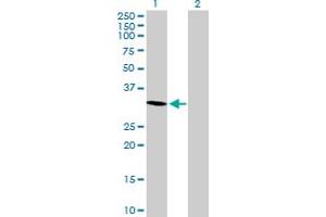 Western Blot analysis of MORG1 expression in transfected 293T cell line by MORG1 MaxPab polyclonal antibody. (MORG1 antibody  (AA 1-315))