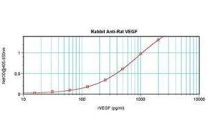 Image no. 3 for anti-Vascular Endothelial Growth Factor A (VEGFA) antibody (ABIN465335) (VEGFA antibody)