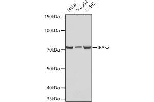 Western blot analysis of extracts of various cell lines, using IR Rabbit mAb (ABIN7268009) at 1:1000 dilution. (IRAK2 antibody)