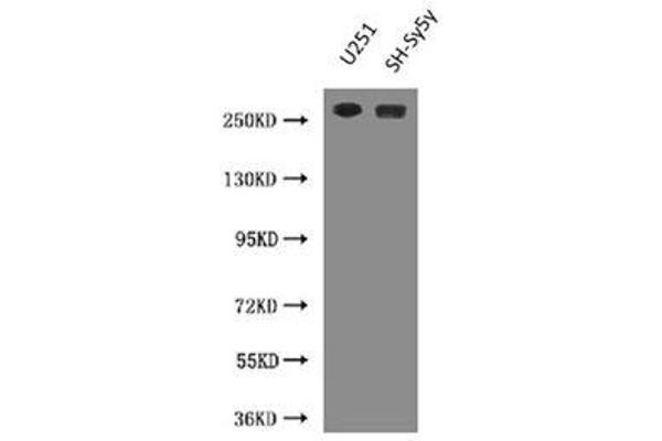 Nestin antibody
