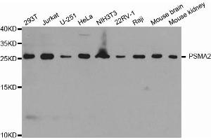 Western blot analysis of extracts of various cell lines, using PSMA2 antibody (ABIN6293072) at 1:1000 dilution. (PSMA2 antibody)