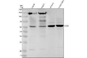 Western blot analysis of EGR2 using anti-EGR2 antibody (ABIN7604723).