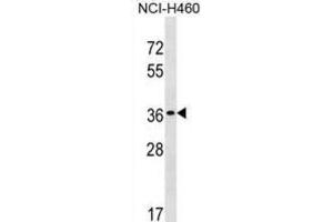Western Blotting (WB) image for anti-TP53 Target 5 (TP53TG5) antibody (ABIN3000107)