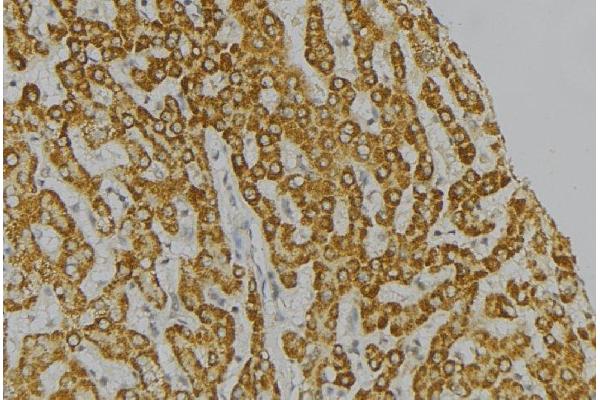 CIDEB antibody  (Internal Region)